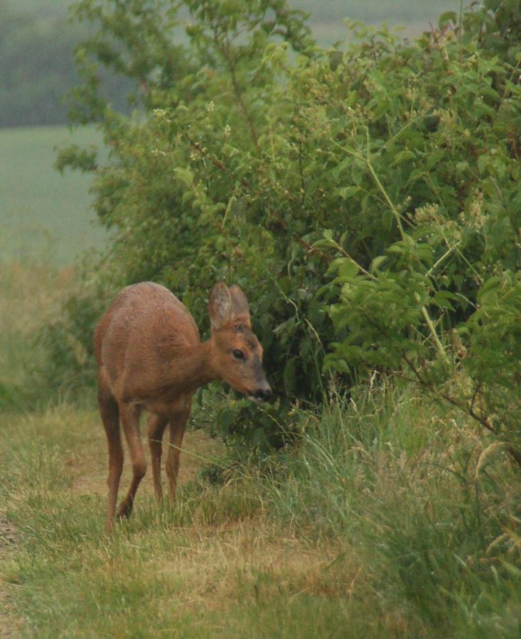 Engbjerg Bnb Hirtshals Εξωτερικό φωτογραφία
